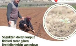 Yavuzeli’nde Don ve Fırtına Karpuz Tarlalarını Vurdu
