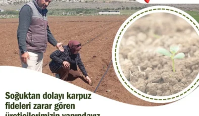 Yavuzeli’nde Don ve Fırtına Karpuz Tarlalarını Vurdu