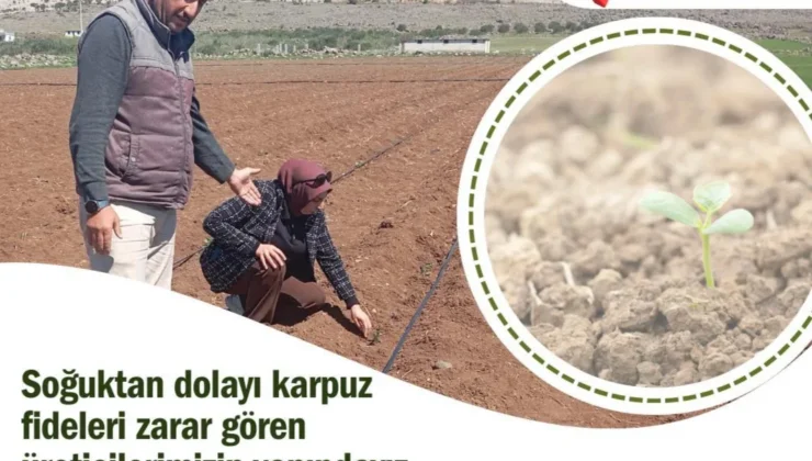 Yavuzeli’nde Don ve Fırtına Karpuz Tarlalarını Vurdu