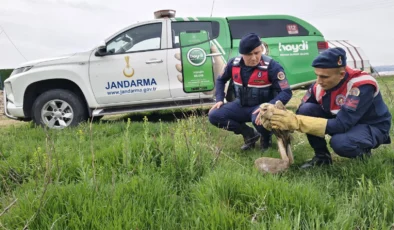 Jandarmadan yaralı şahine şefkat eli!