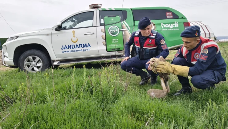 Jandarmadan yaralı şahine şefkat eli!