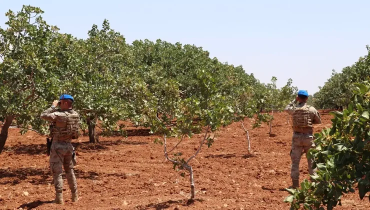 Gaziantep’te ‘yeşil altın’ nöbeti başladı