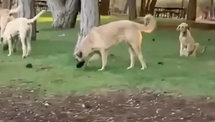 Gaziantep’te köpek şoku