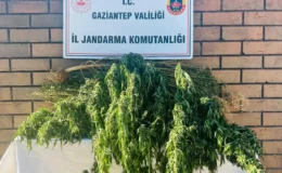 Gaziantep’te Yasadışı Kenevir Ekimi: Ekosisteme Zarar Veren Faaliyete Jandarma Müdahalesi