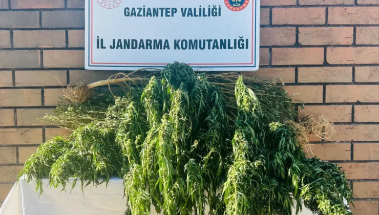 Gaziantep’te Yasadışı Kenevir Ekimi: Ekosisteme Zarar Veren Faaliyete Jandarma Müdahalesi