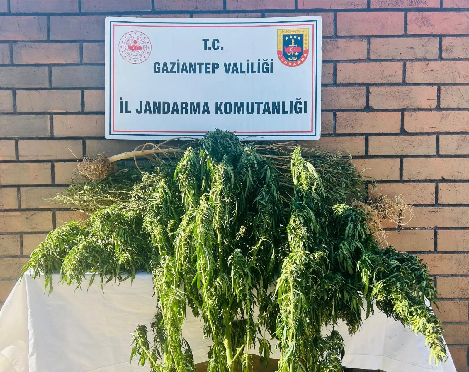 Gaziantep’te Yasadışı Kenevir Ekimi: Ekosisteme Zarar Veren Faaliyete Jandarma Müdahalesi