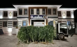 Yasadışı Kenevir Ekimi Jandarma Operasyonuyla Sonlandırıldı