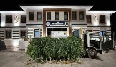 Yasadışı Kenevir Ekimi Jandarma Operasyonuyla Sonlandırıldı