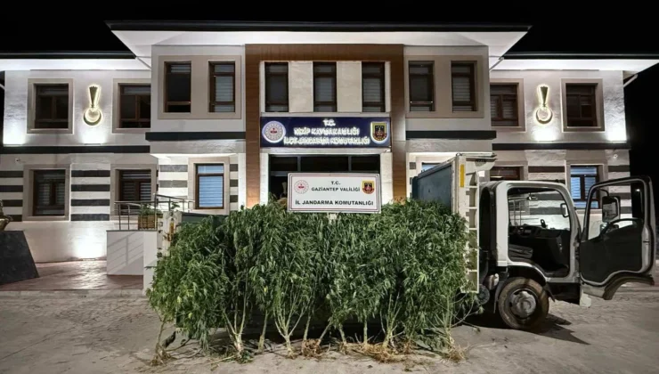 Yasadışı Kenevir Ekimi Jandarma Operasyonuyla Sonlandırıldı