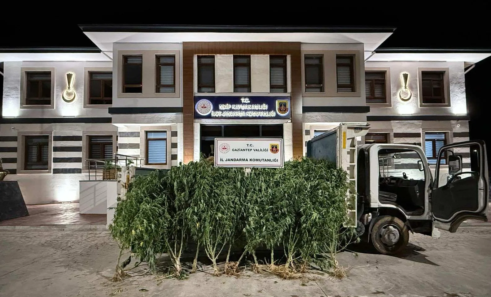 Yasadışı Kenevir Ekimi Jandarma Operasyonuyla Sonlandırıldı