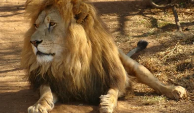 Rüyada Aslan Görmek Ne Anlama Gelir? Sabaha Karşı Aslan Görmenin Detaylı Rüya Tabiri