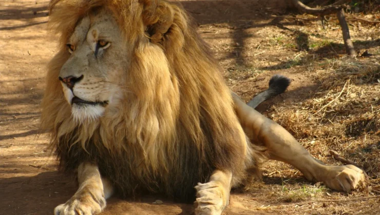 Rüyada Aslan Görmek Ne Anlama Gelir? Sabaha Karşı Aslan Görmenin Detaylı Rüya Tabiri