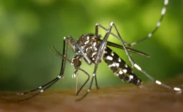 🦟 Chikungunya Virüsü Nedir? Belirtileri, Yayılma Şekli ve Korunma Yolları (2025 Güncel)