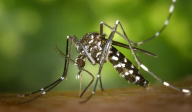 🦟 Chikungunya Virüsü Nedir? Belirtileri, Yayılma Şekli ve Korunma Yolları (2025 Güncel)