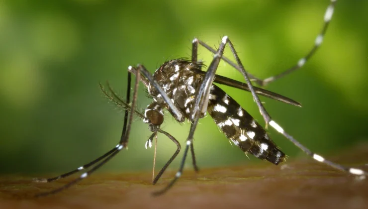 🦟 Chikungunya Virüsü Nedir? Belirtileri, Yayılma Şekli ve Korunma Yolları (2025 Güncel)