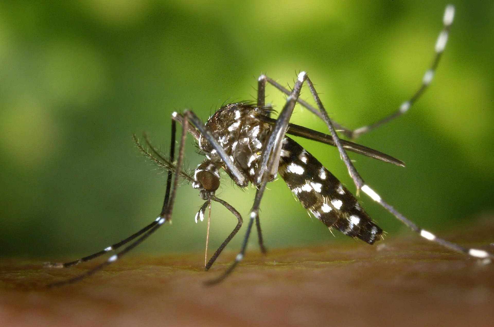 🦟 Chikungunya Virüsü Nedir? Belirtileri, Yayılma Şekli ve Korunma Yolları (2025 Güncel)