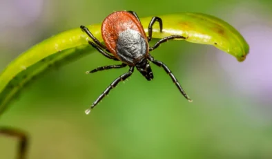 En Çok Bu İller Risk Altında, Devletten Kritik Adım