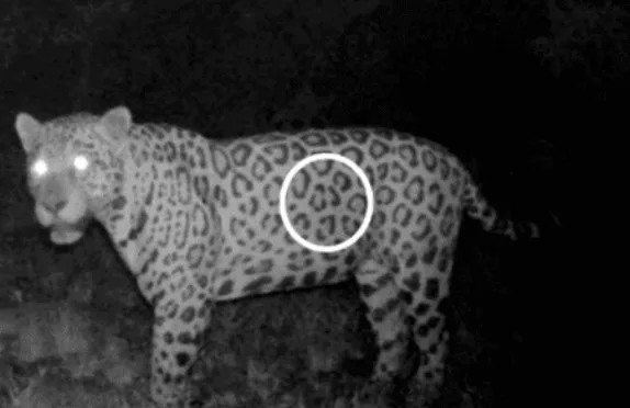 Brezilya’da Jaguar Tarih Yazdı: 2,3 Km’yi Yüzerek Geçti