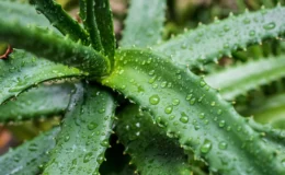 Aloe Vera cilt için neden bu kadar faydalı? Uzmanlar anlatıyor