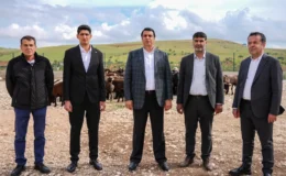 Şehitkamil’de kurbanlık fiyatları açıklandı! İşte fiyatlar…