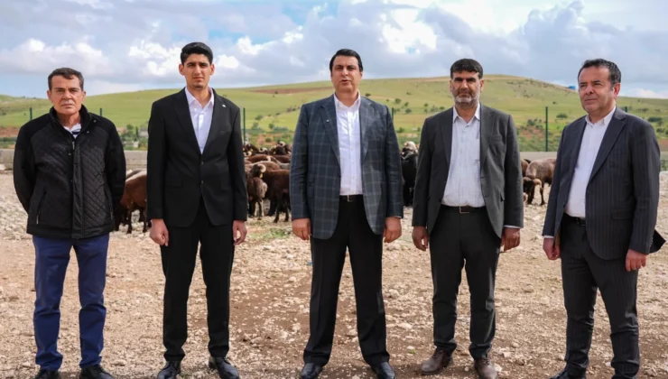 Şehitkamil’de kurbanlık fiyatları açıklandı! İşte fiyatlar…