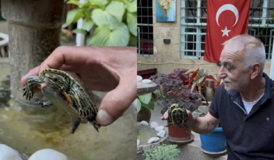 Tarihi Antep evinin havuzunda 8 yıllık misafirler: Su kaplumbağaları