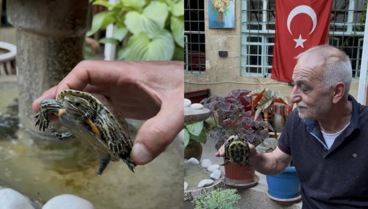 Tarihi Antep evinin havuzunda 8 yıllık misafirler: Su kaplumbağaları