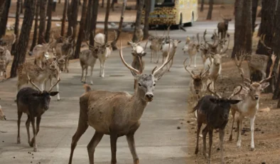 Gaziantep Doğal Yaşam Parkı EARAZA üyesi oluyor