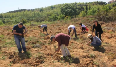 Bir yılda 116 bin fidan dikildi