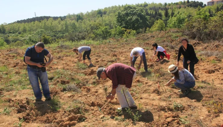 Bir yılda 116 bin fidan dikildi