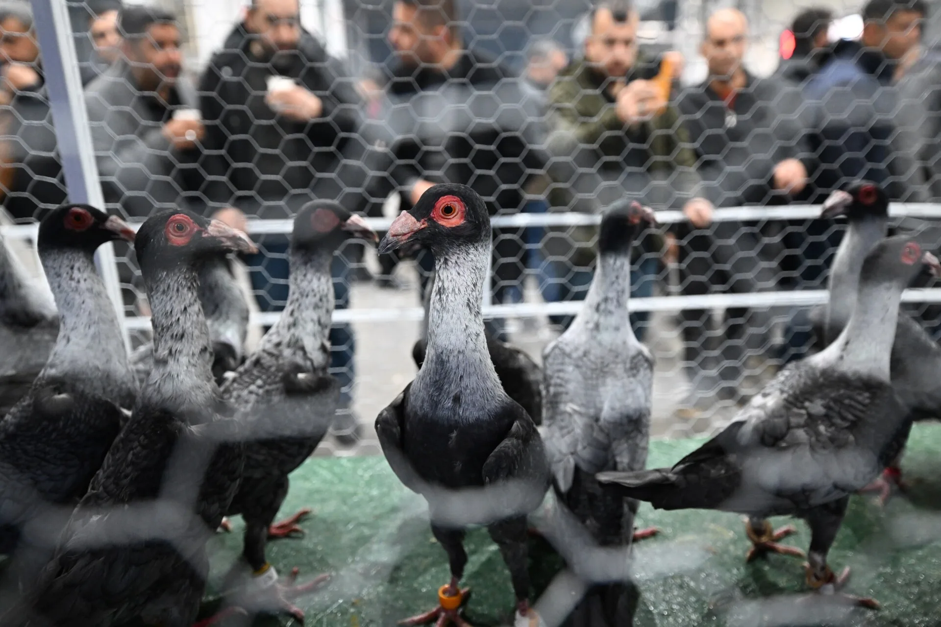 Güneydoğu’nun Kuşçuluk Merkezi Şehitkamil oluyor Güneydoğu’nun Kuşçuluk Merkezi Şehitkamil oluyor