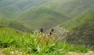 Siirt’te mor mucize çiçek açtı!