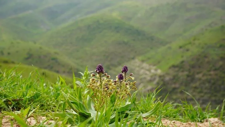 Siirt’te mor mucize çiçek açtı!